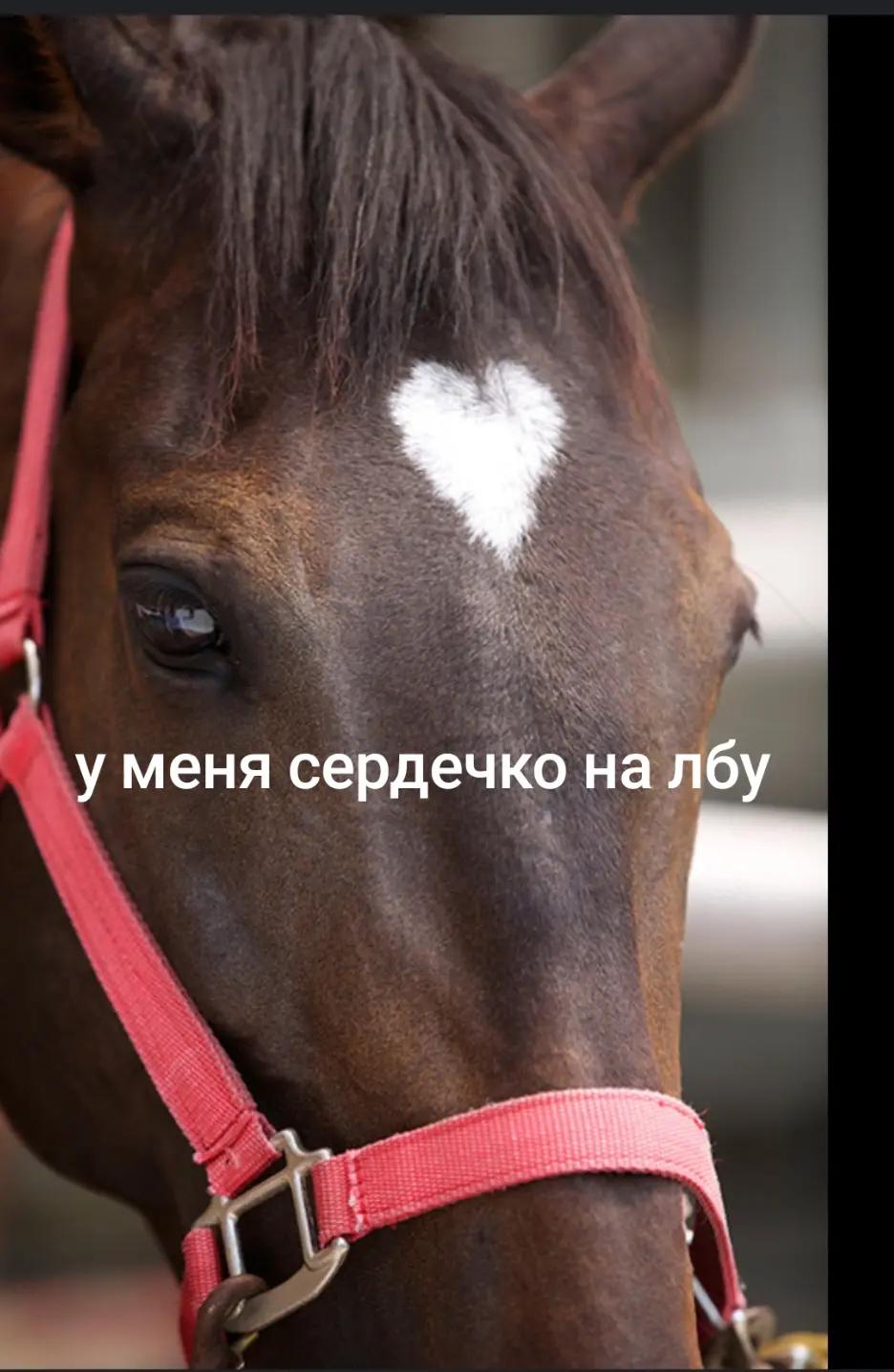 @loutezYT