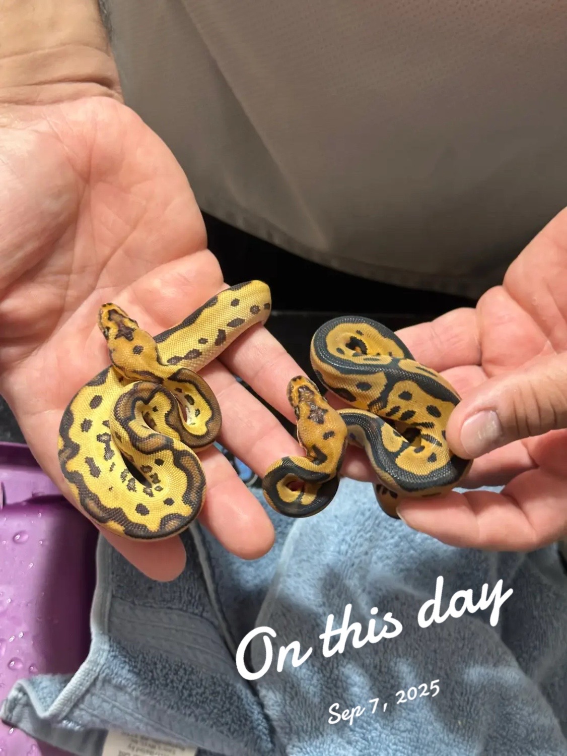@Sallevallesnakes (jose)