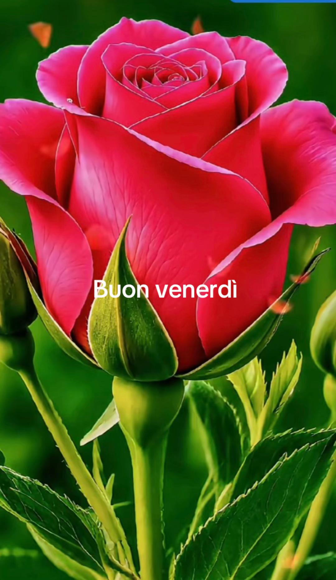 @rosariorizzolo578