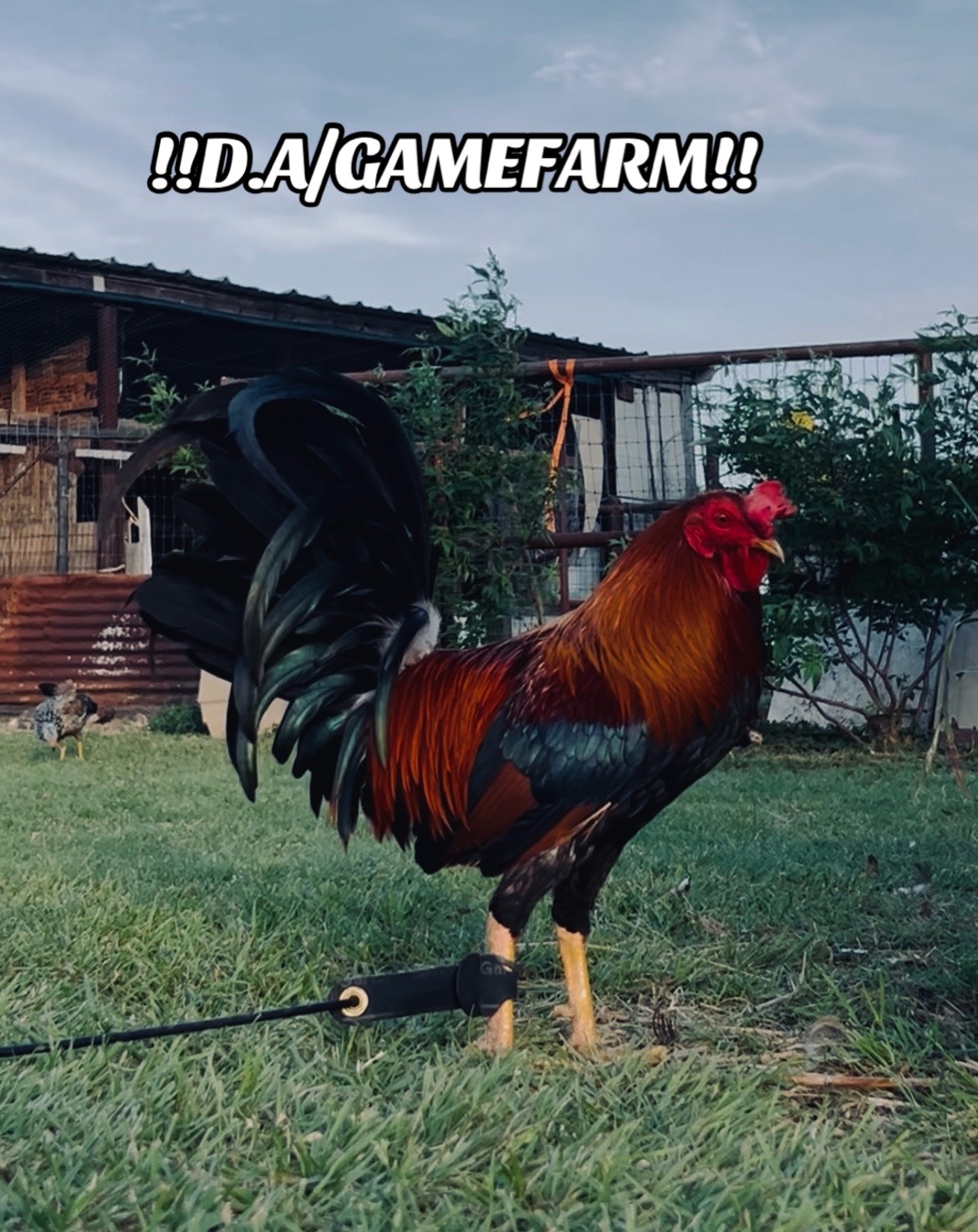 @DAgamefarm