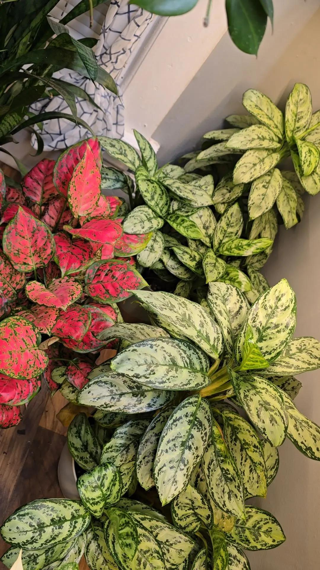 @JT - BigEGOPlants