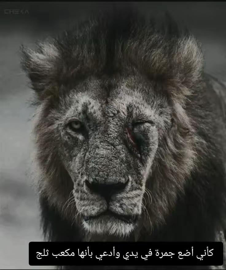 @🦁 scarface 🦁