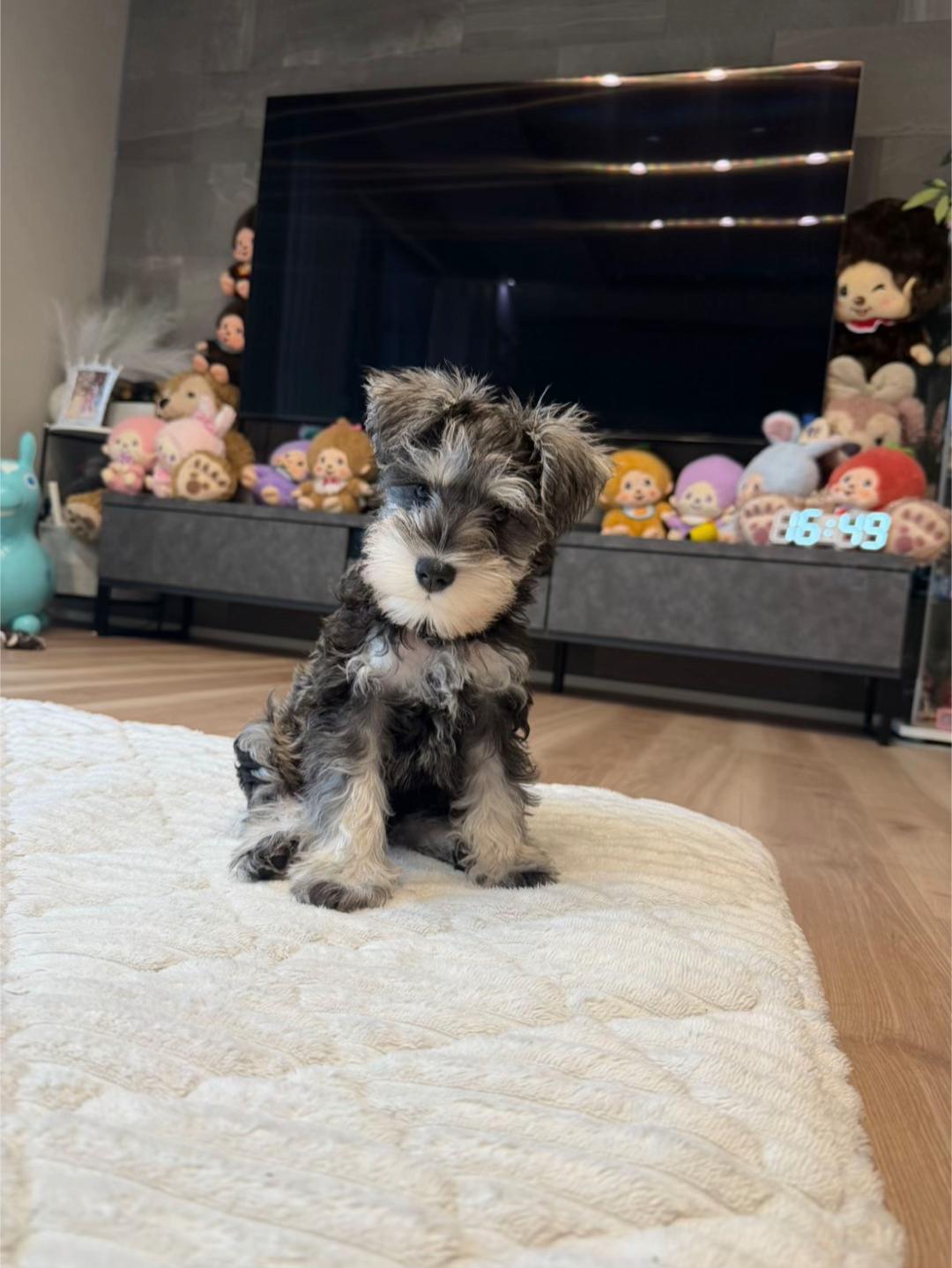 @momo08