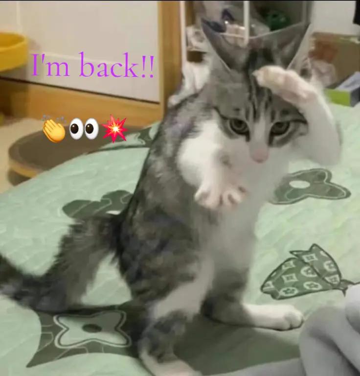 @🎧🎶✨️ ElCaTPana✨️🎶🤙