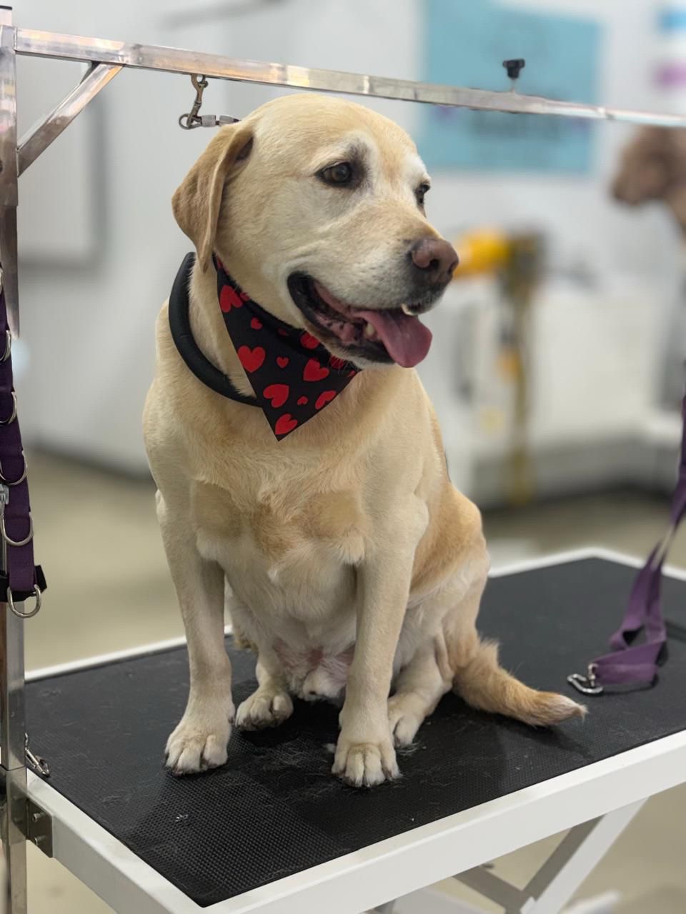 @Sincere Groomer