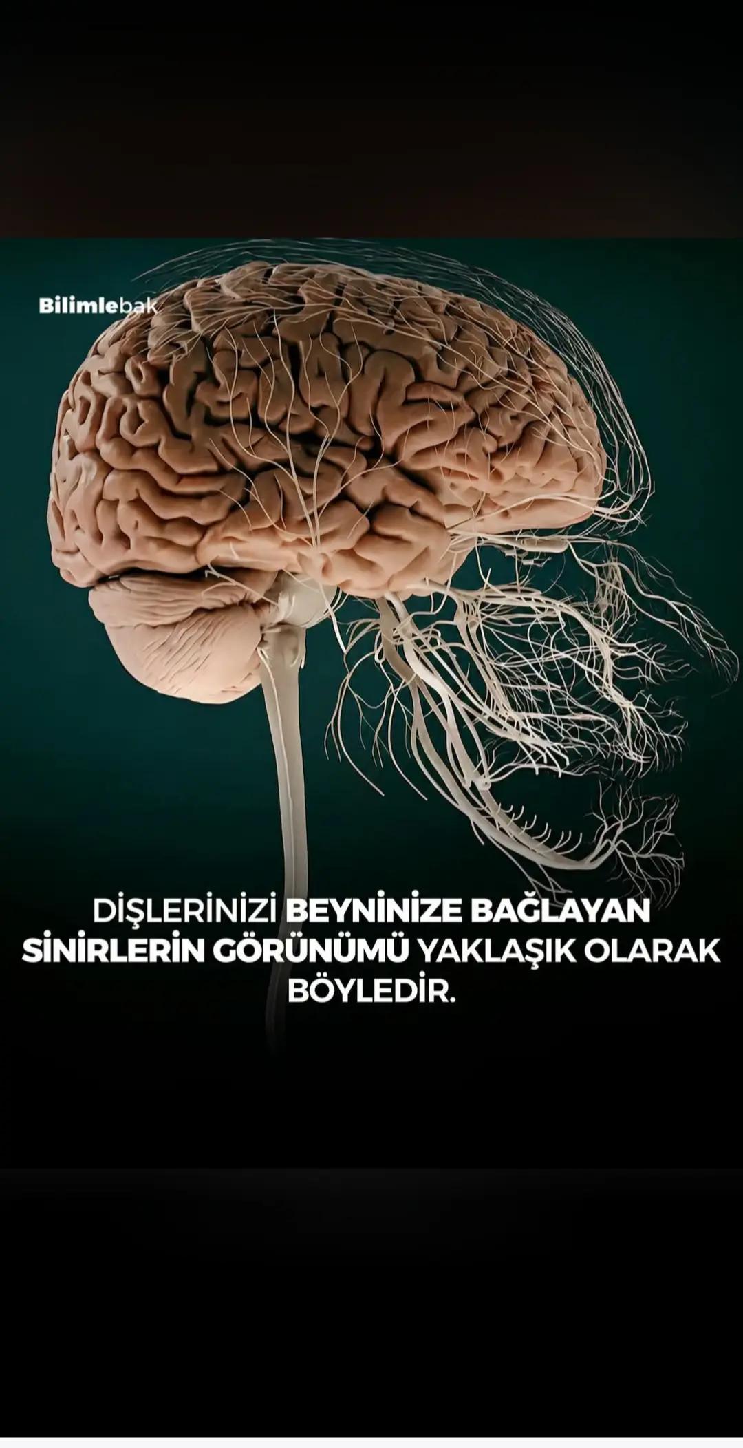 @DişHekimi Fikret Altan Dentist