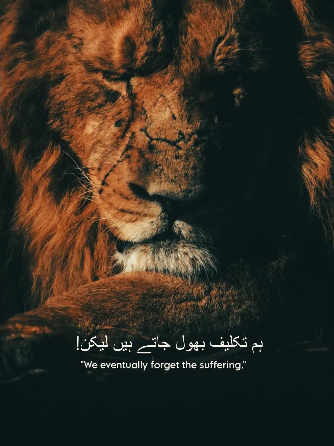 @Bazme_Chitral