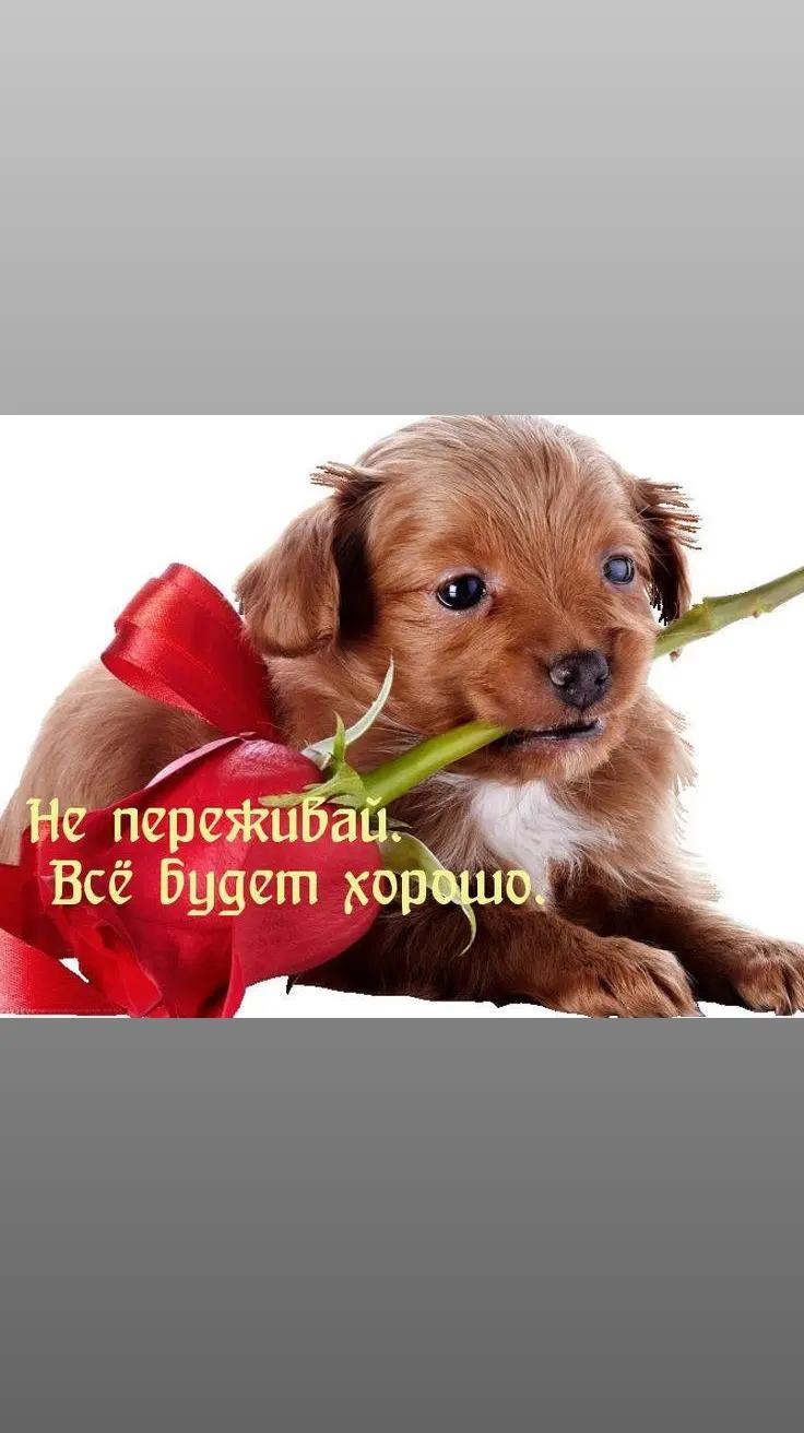 @voisher666
