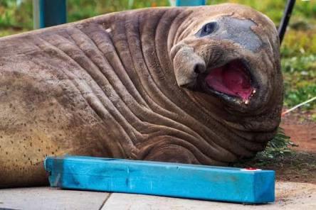 @Neil the Seal 🦭