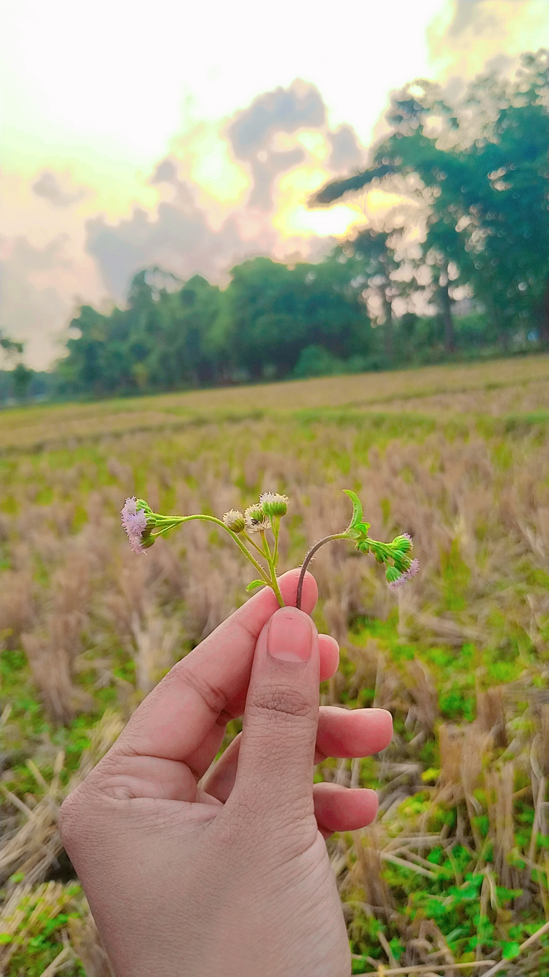 @🦋🦋দ্বীপান্বিতা🦋🦋