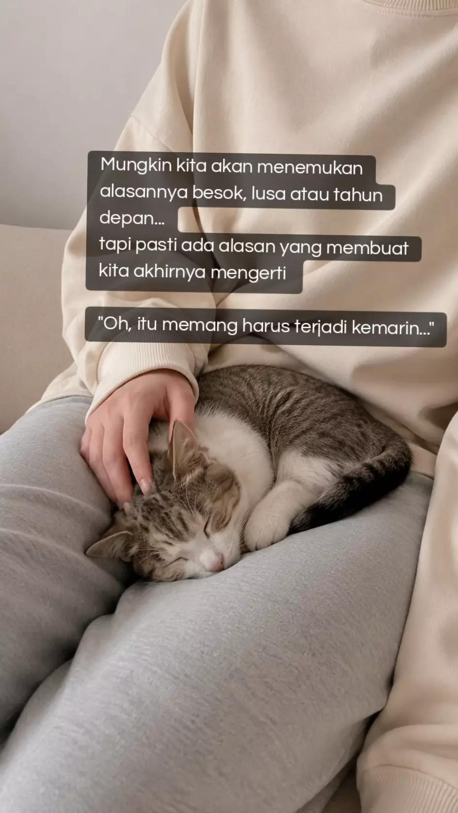 @cimba😺