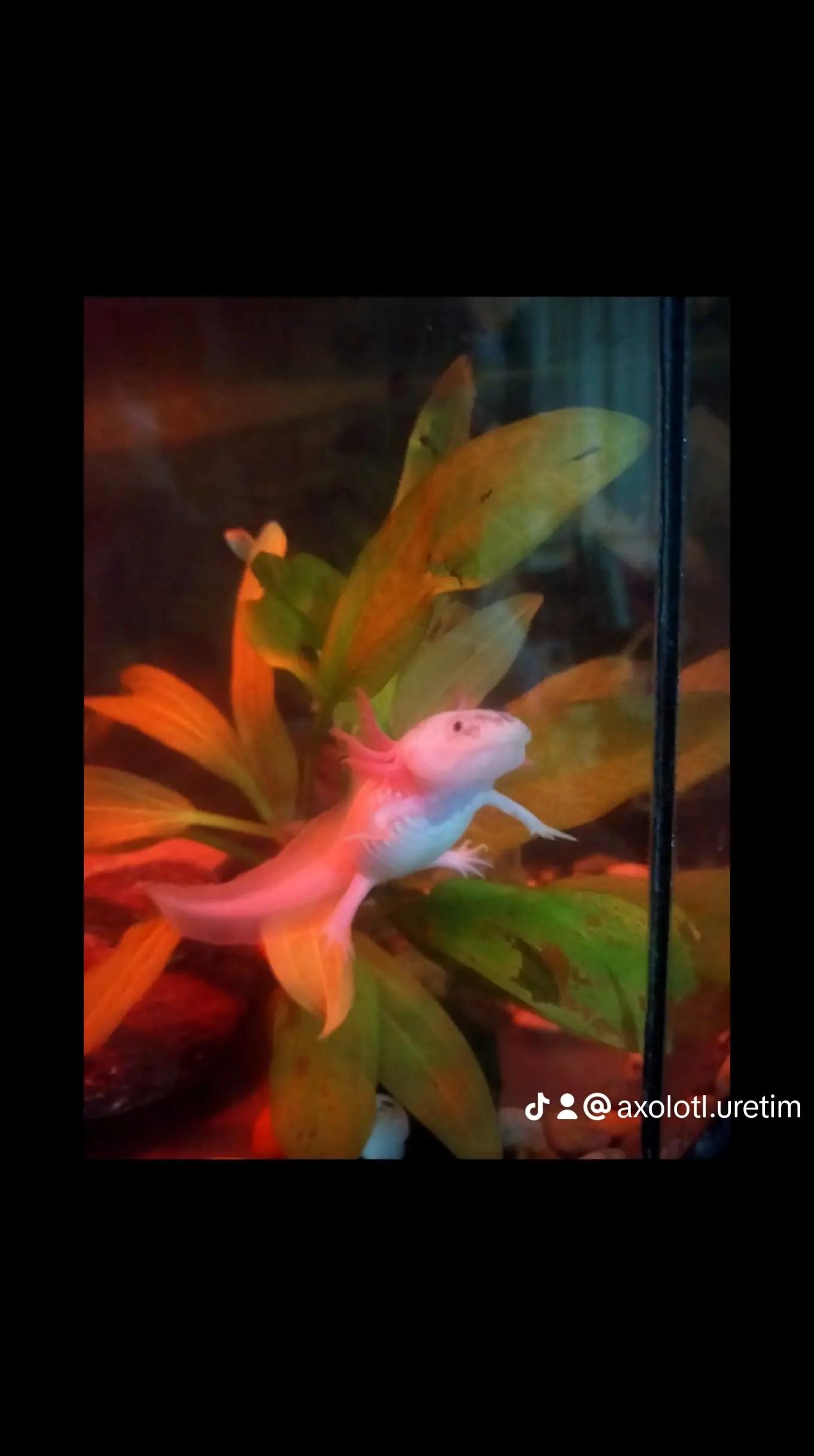 @axolotl üretim