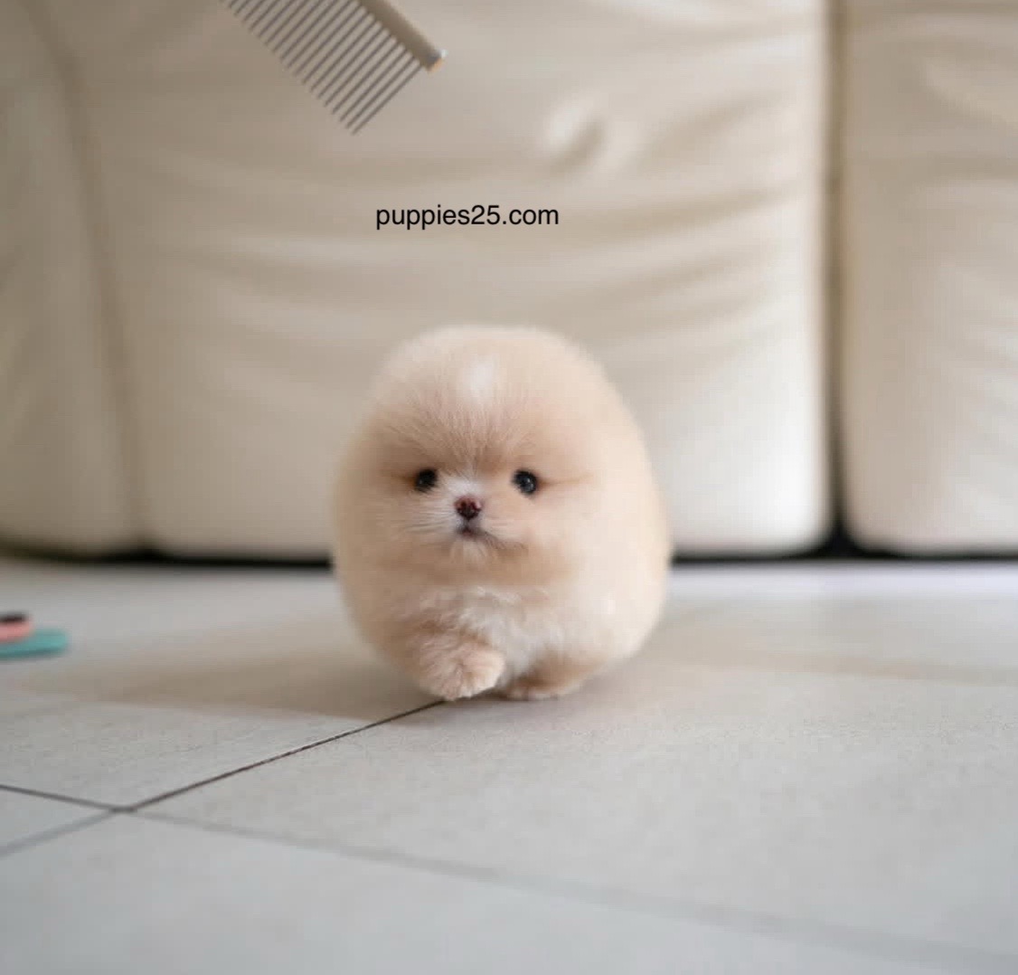 @PUPPIES25•COM