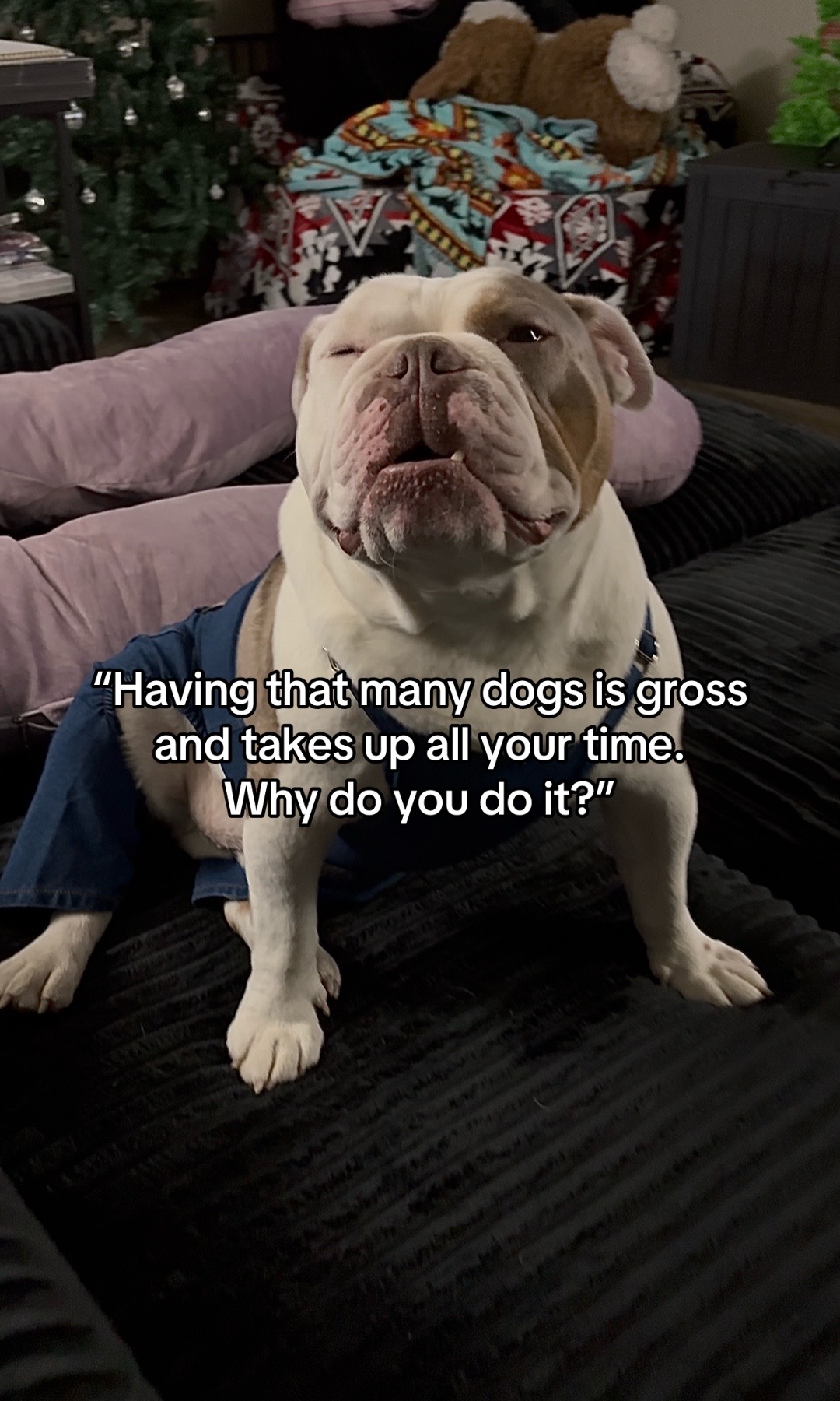 @kai&bull;thedogmother🐾
