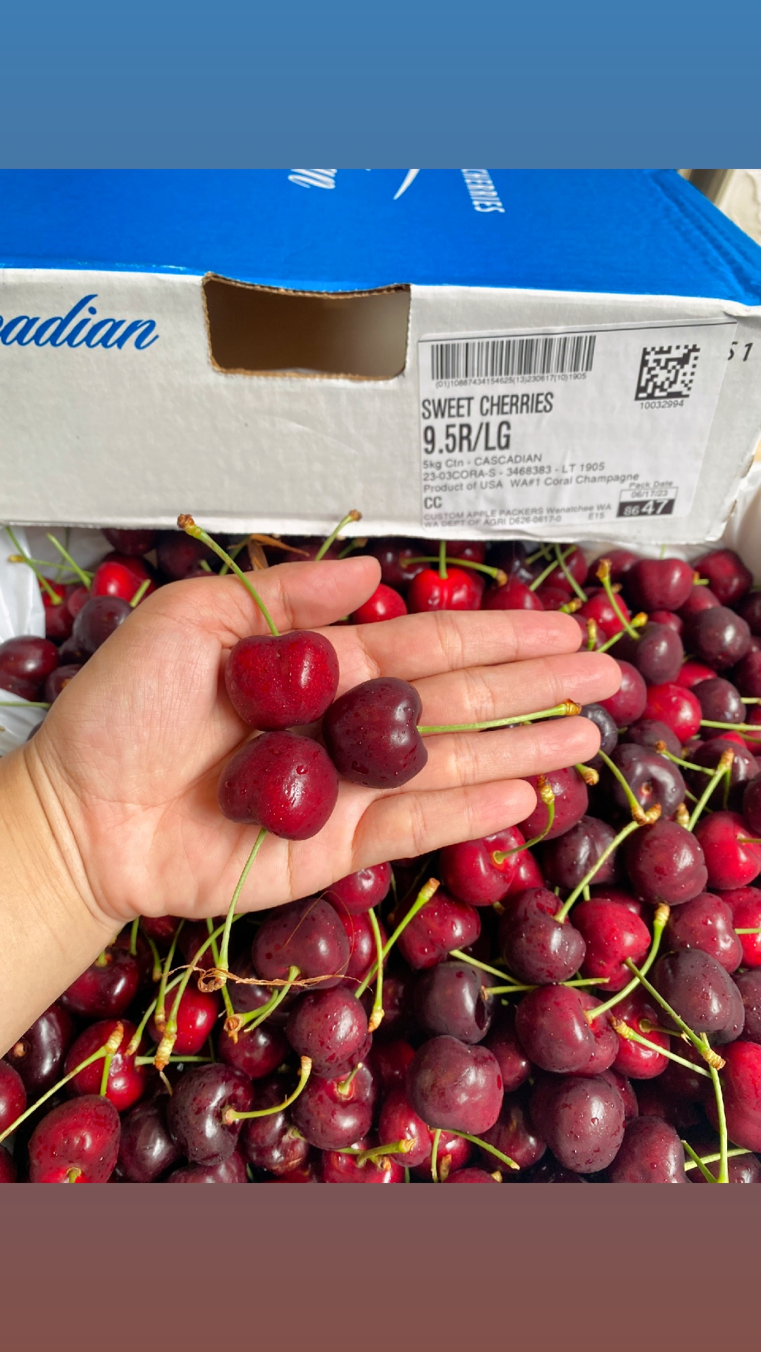 @Transfruits