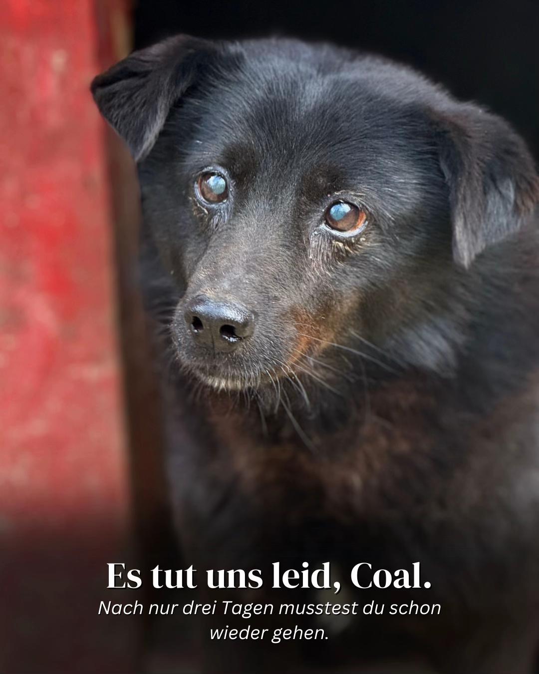 @SpecialDogs e.V.