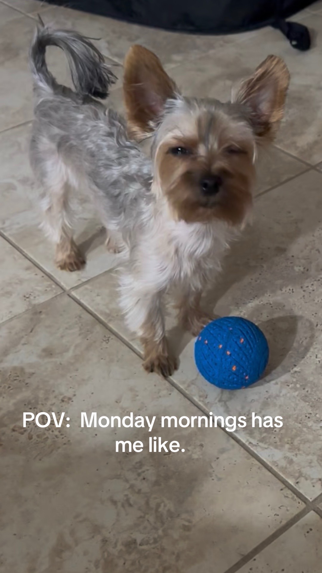 @Penny the Yorkie
