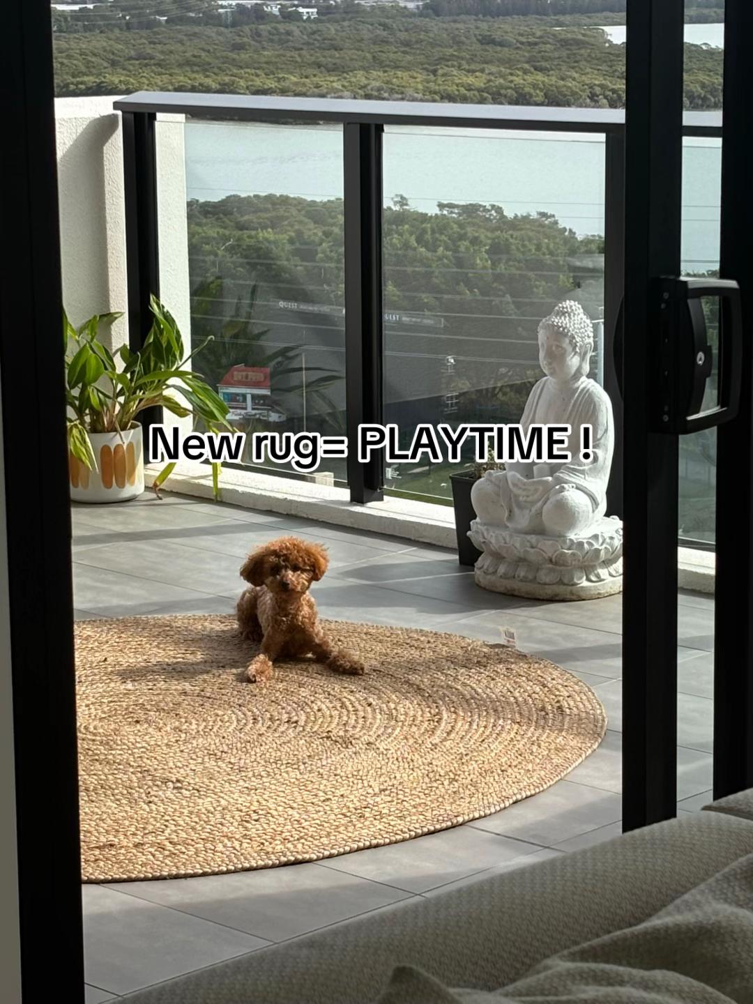 @peppermytoypoodle