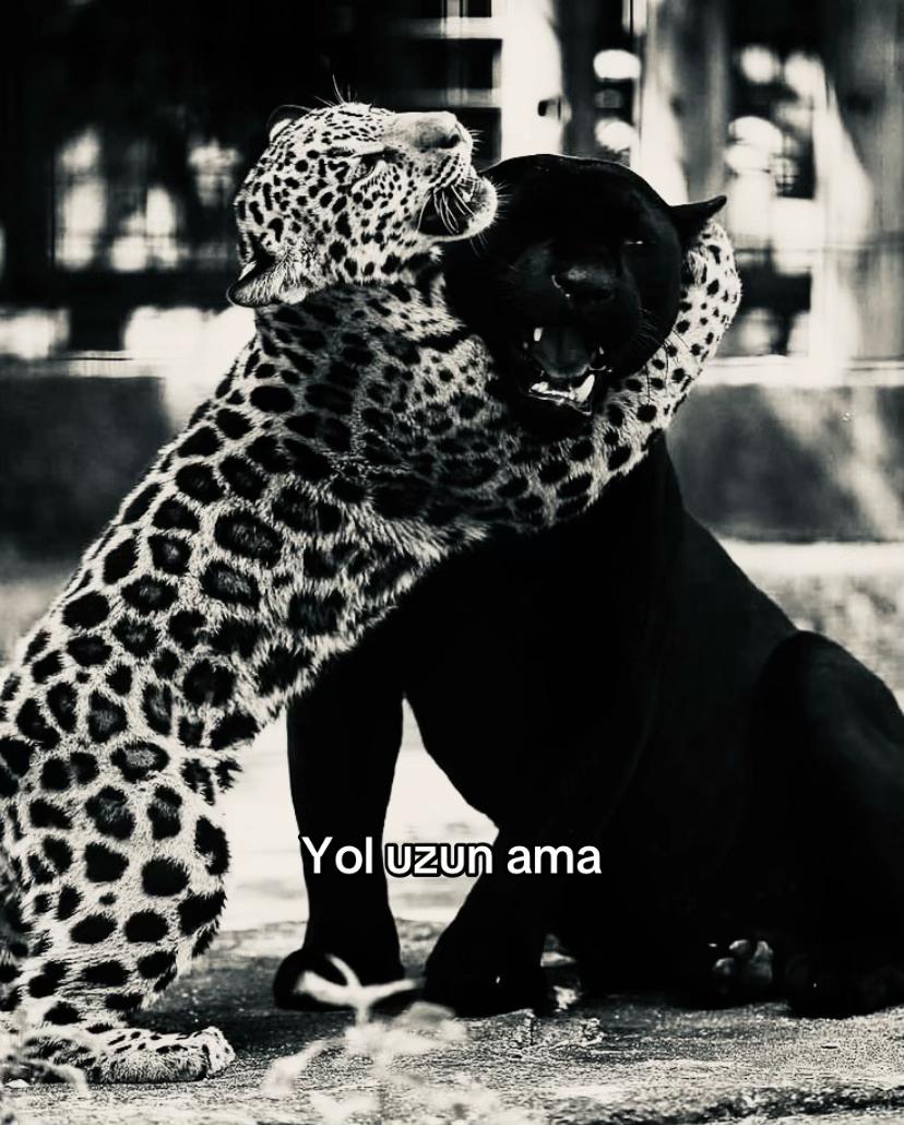 @efnan