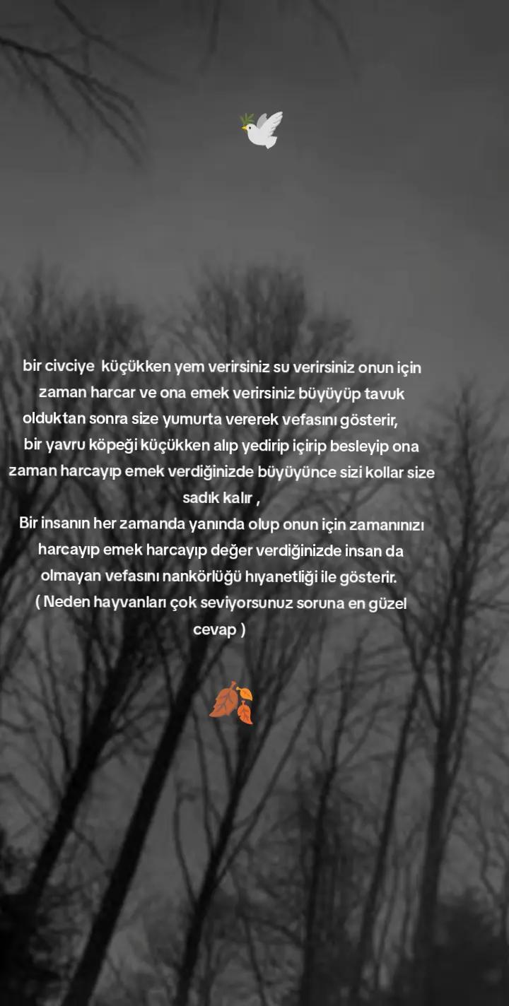 @ABDÜLKADİR HUN6154