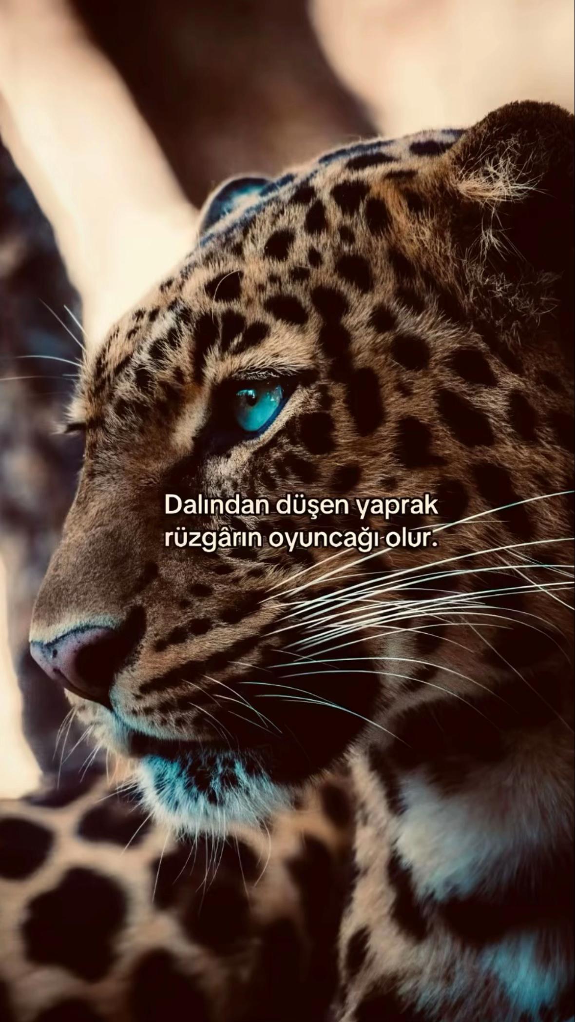 @adilyildizz7