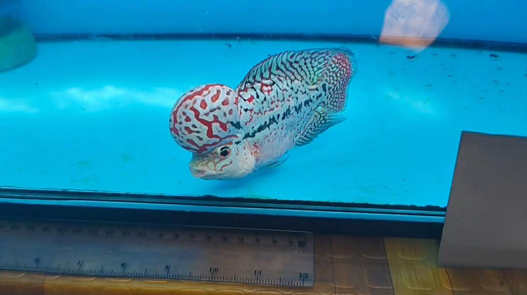 @BOY KAPE TV