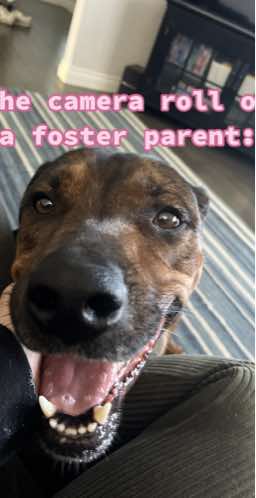@OC Animal Shelter