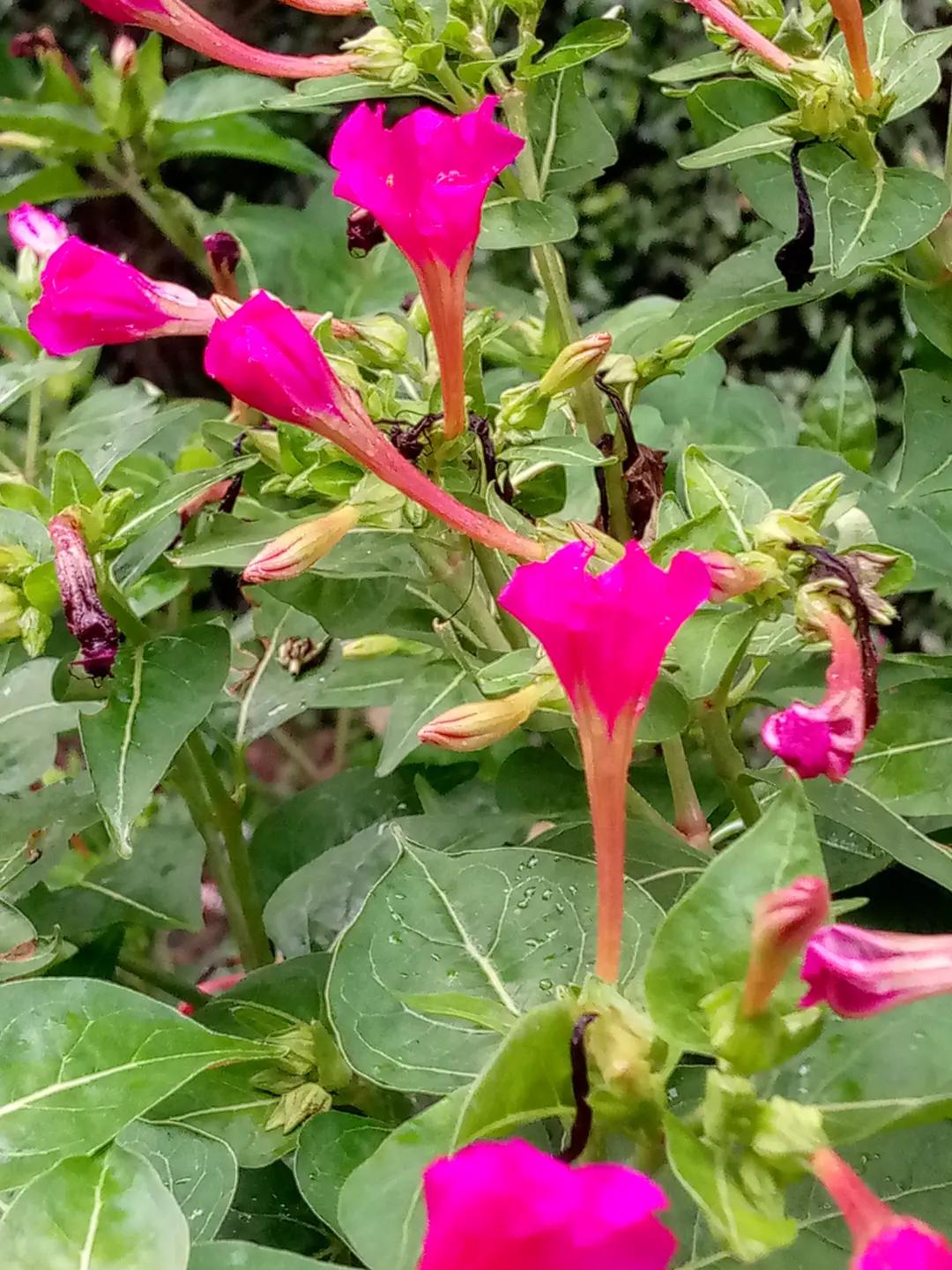 @সাথী