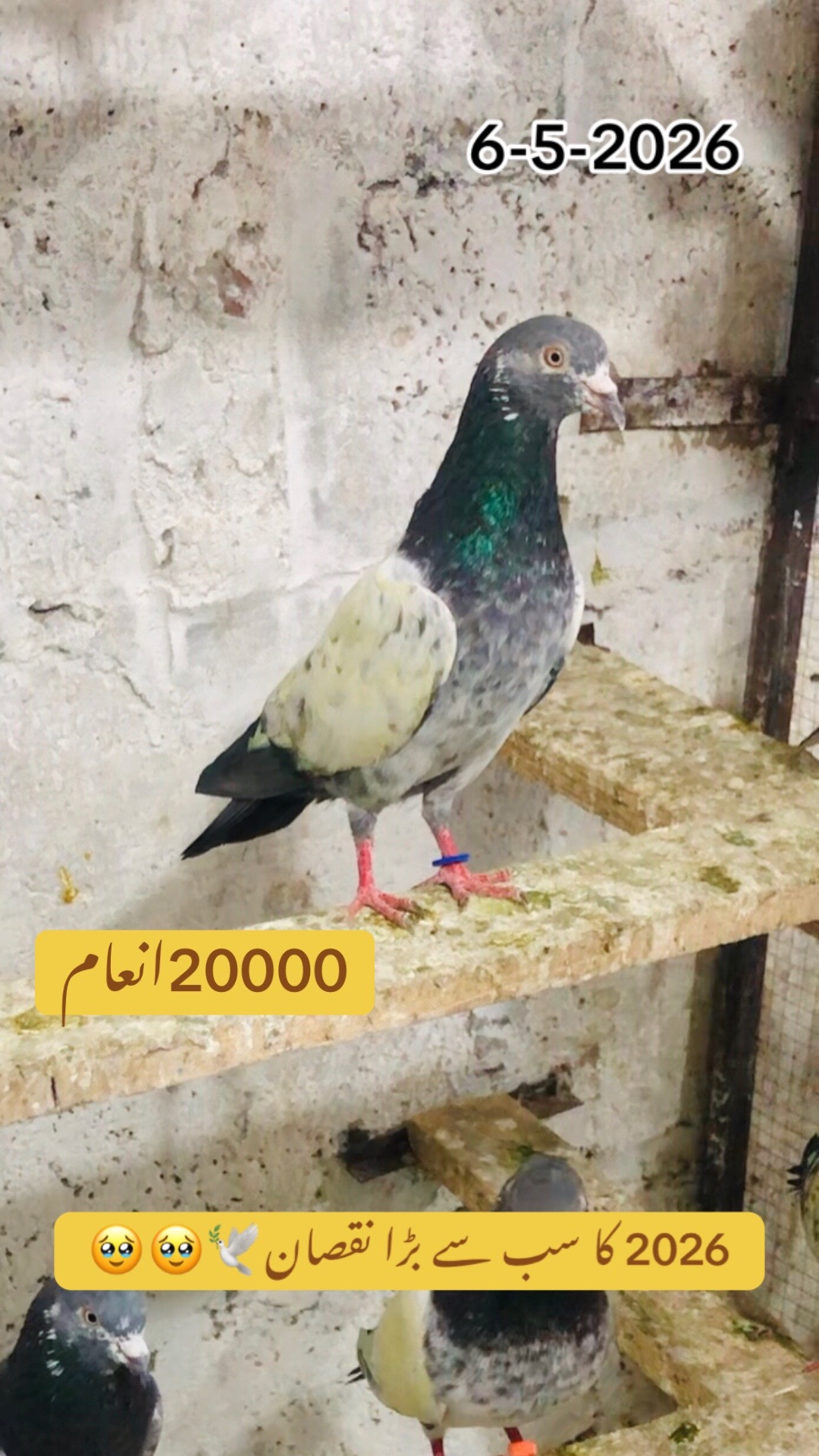 @🦋SHOQ  اپنے 🕊️