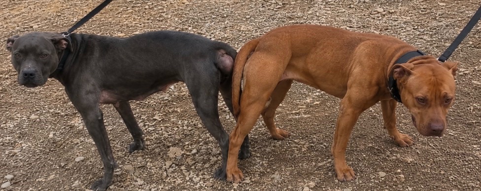 @Redboy Apbt Kennels
