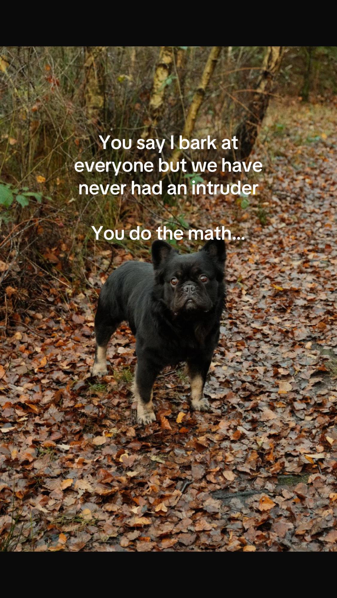 @Cheshire elite frenchies