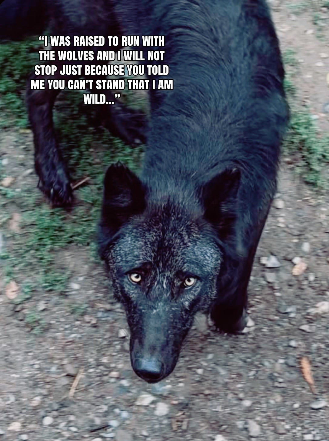 @🪬Conscious_LoneWolf🐺