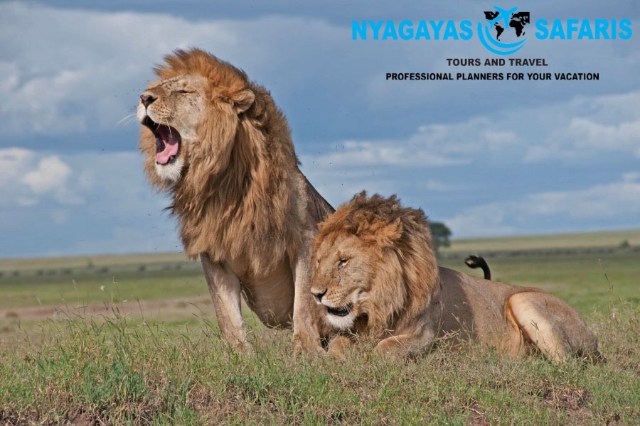 @Nyagayas Safaris 🤝