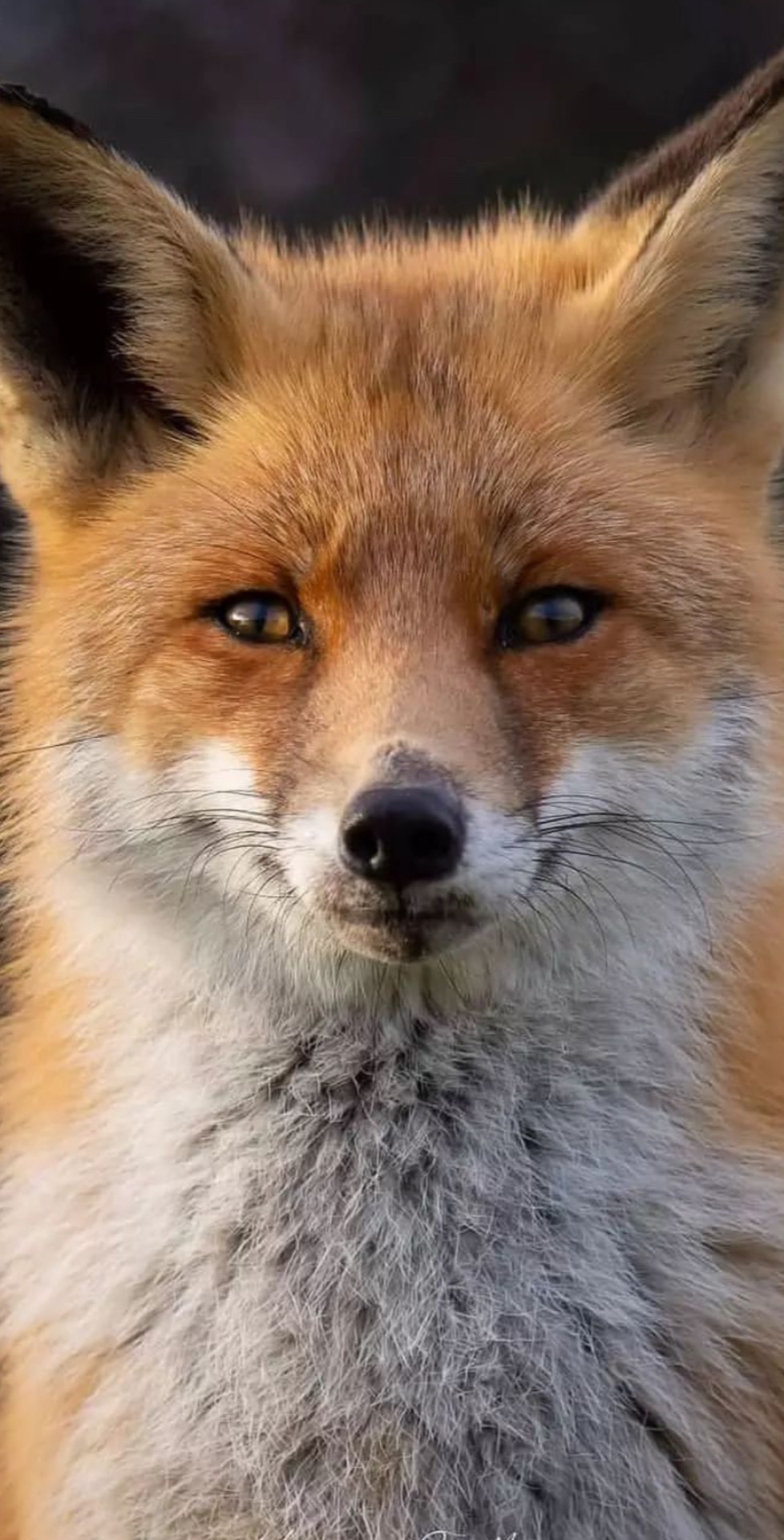 @🦊