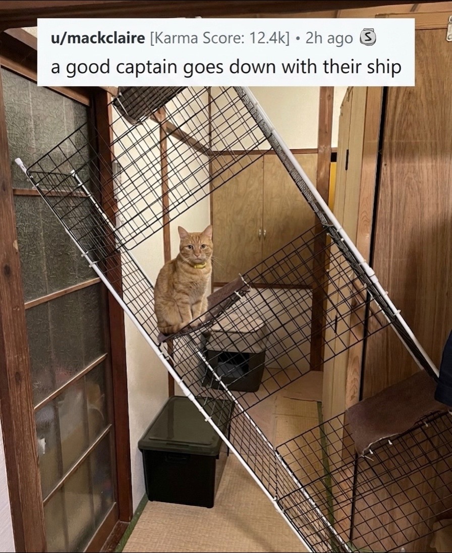 @cat memes