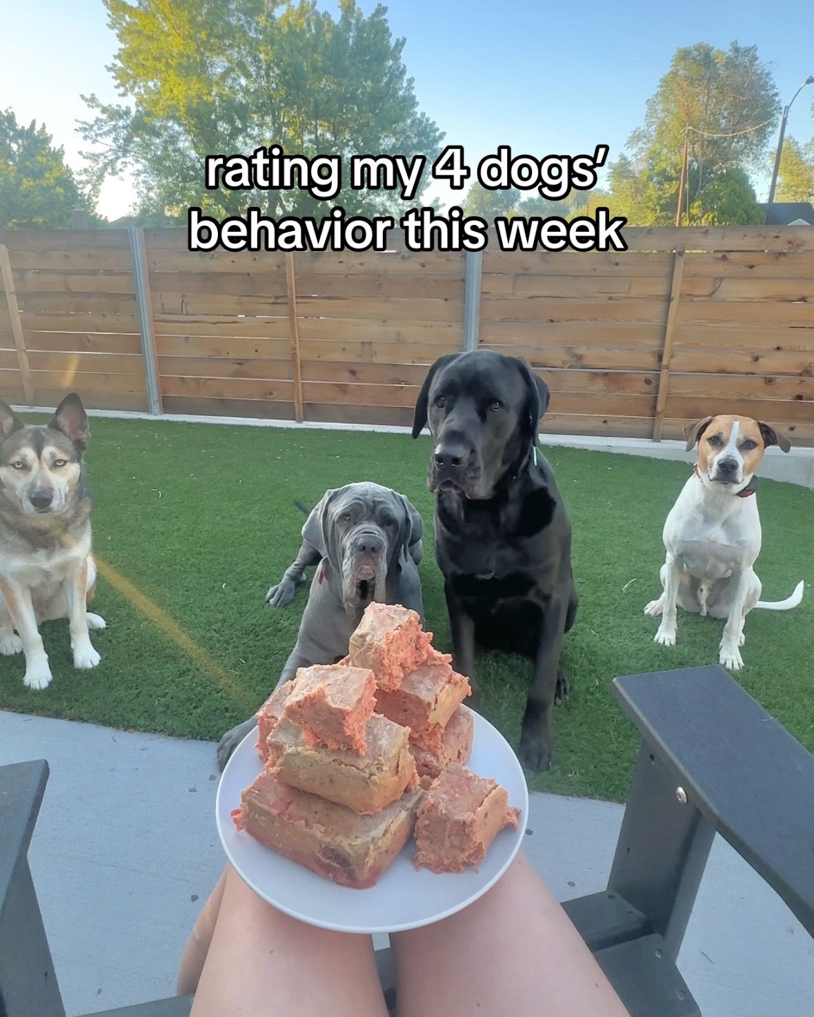 @Taylor + 4 dogs ๐ฉ๐ผ๐ถ๐ถ๐ถ๐ถ