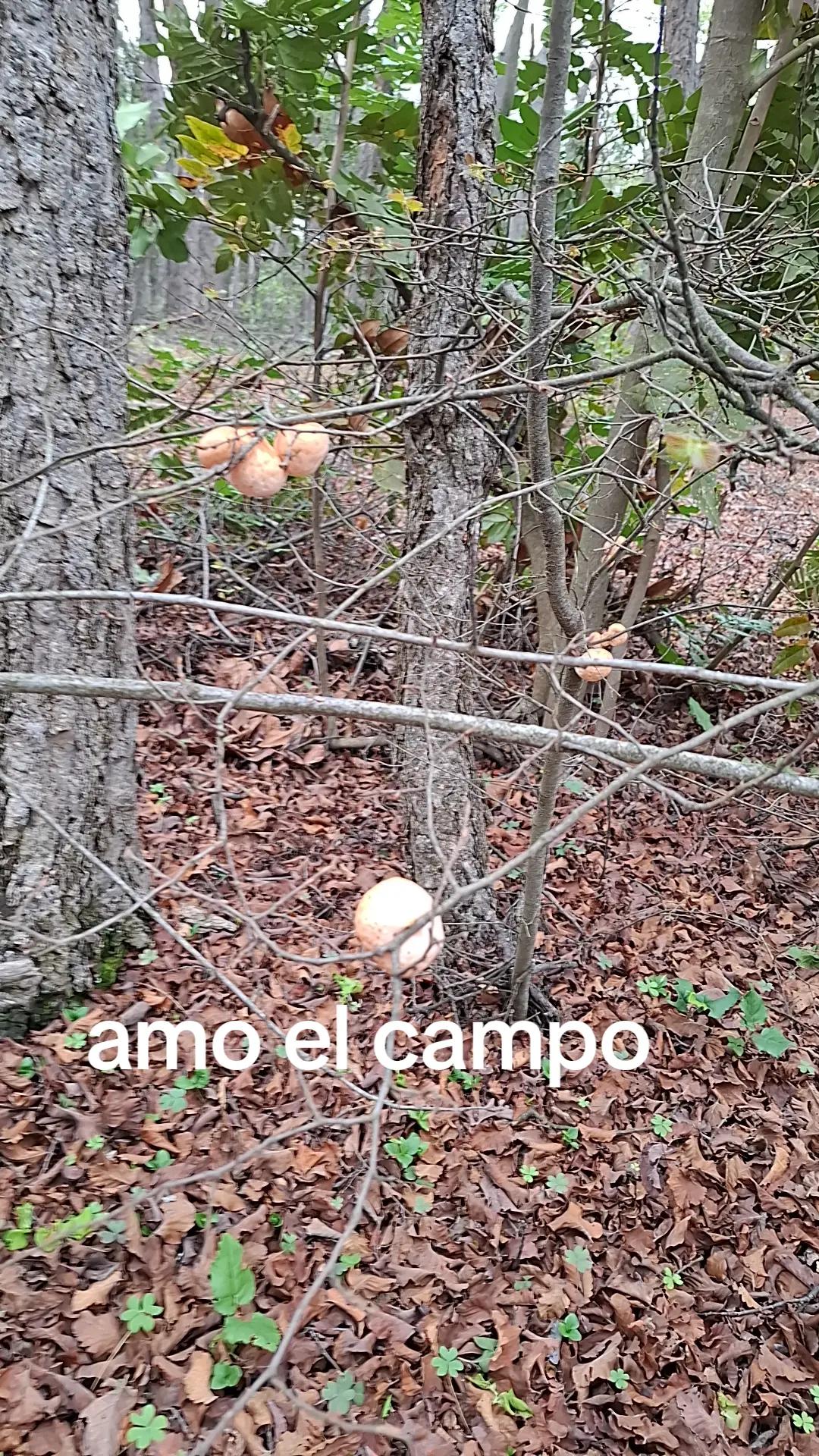 @Evelyn Avila