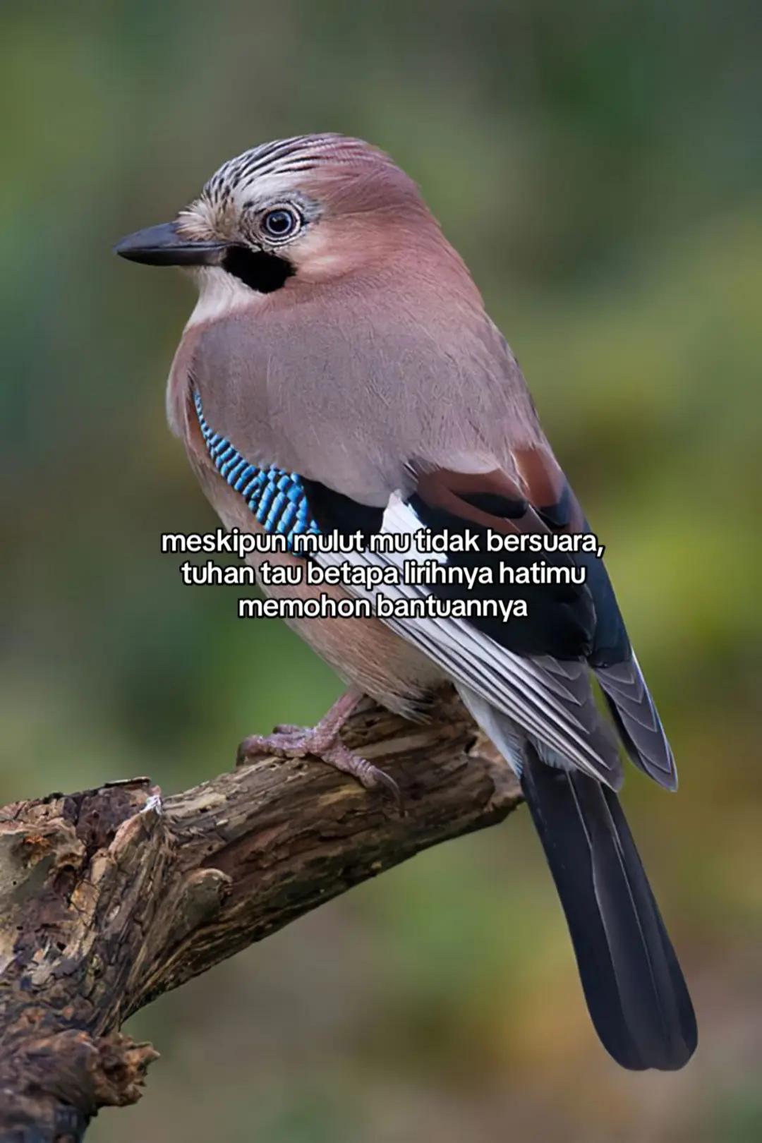 @wisnu23