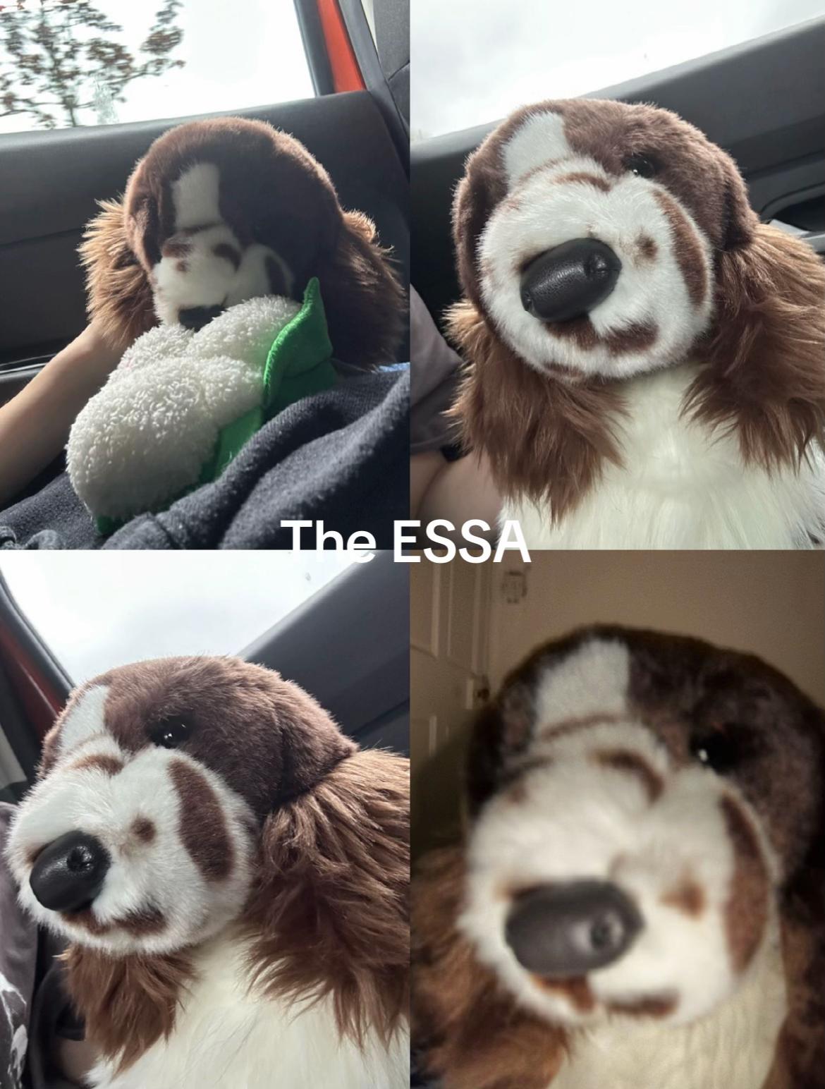 @bordercollieguy3