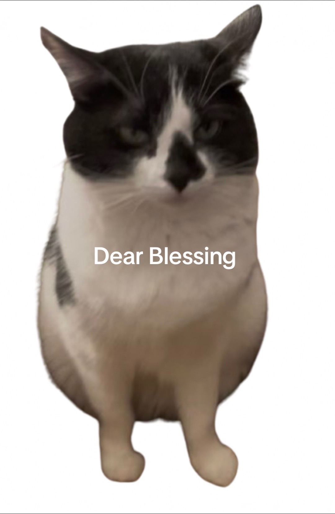 @🐈☦️✝️Cam✝️☦️😻