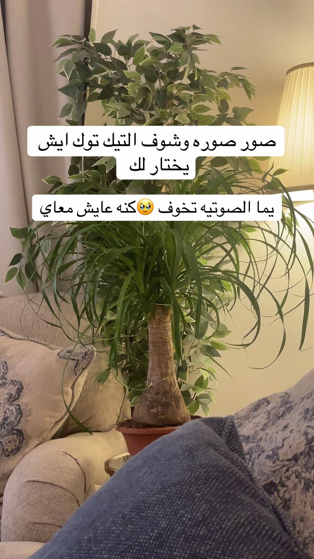 @راويه لسياحة والسفر 🇬🇧