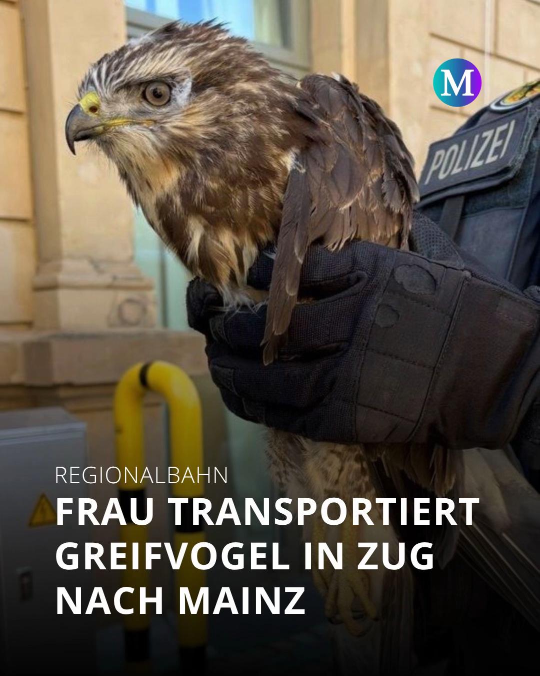 @Merkurist Mainz