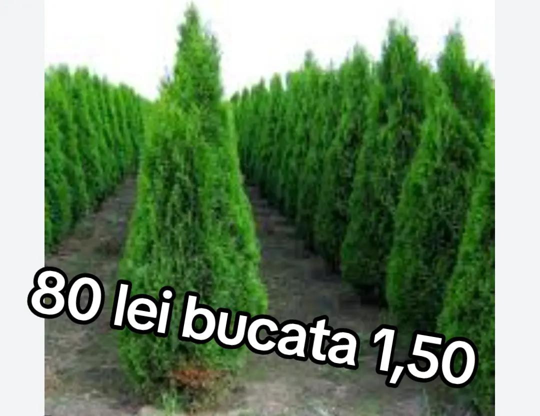 @GrygBoca
