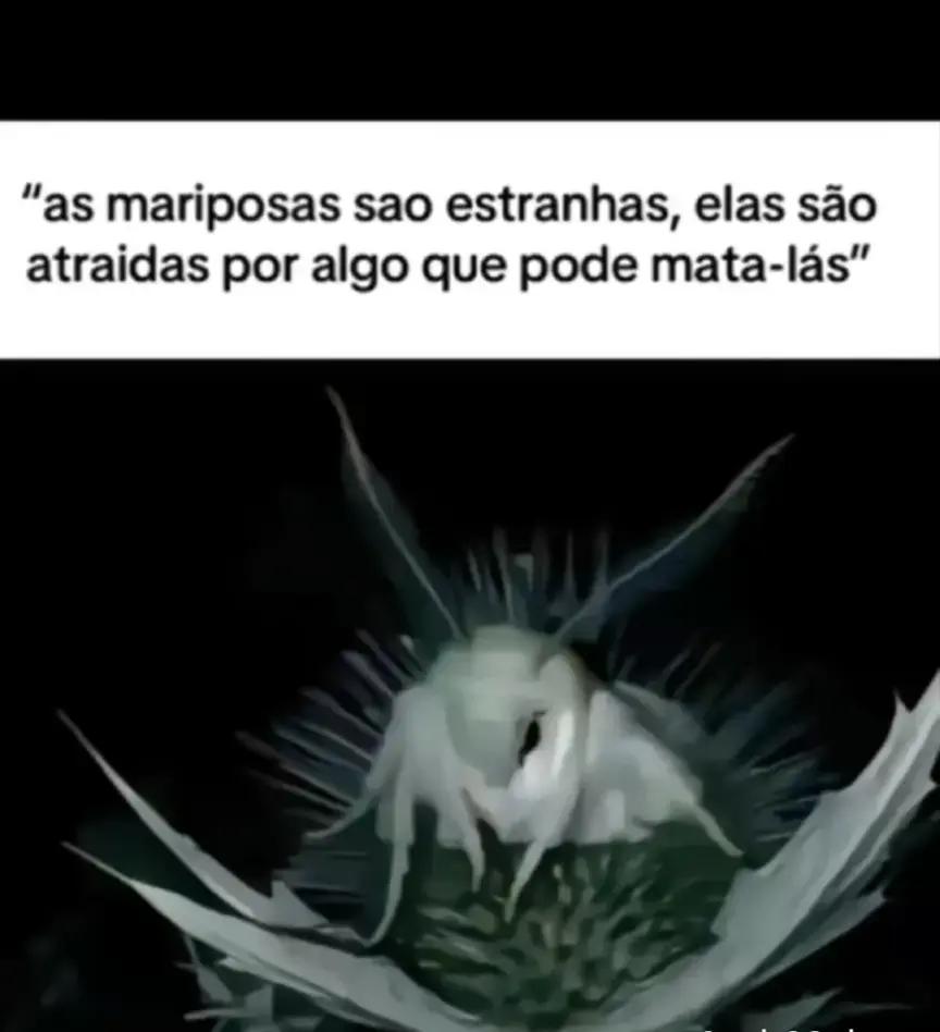 @andré🪶