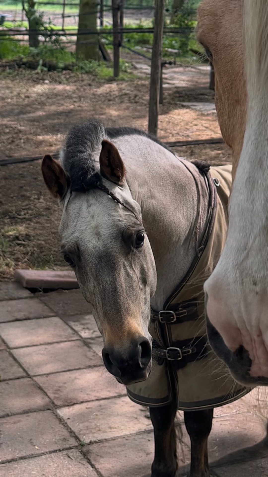@dovda.horsemanship
