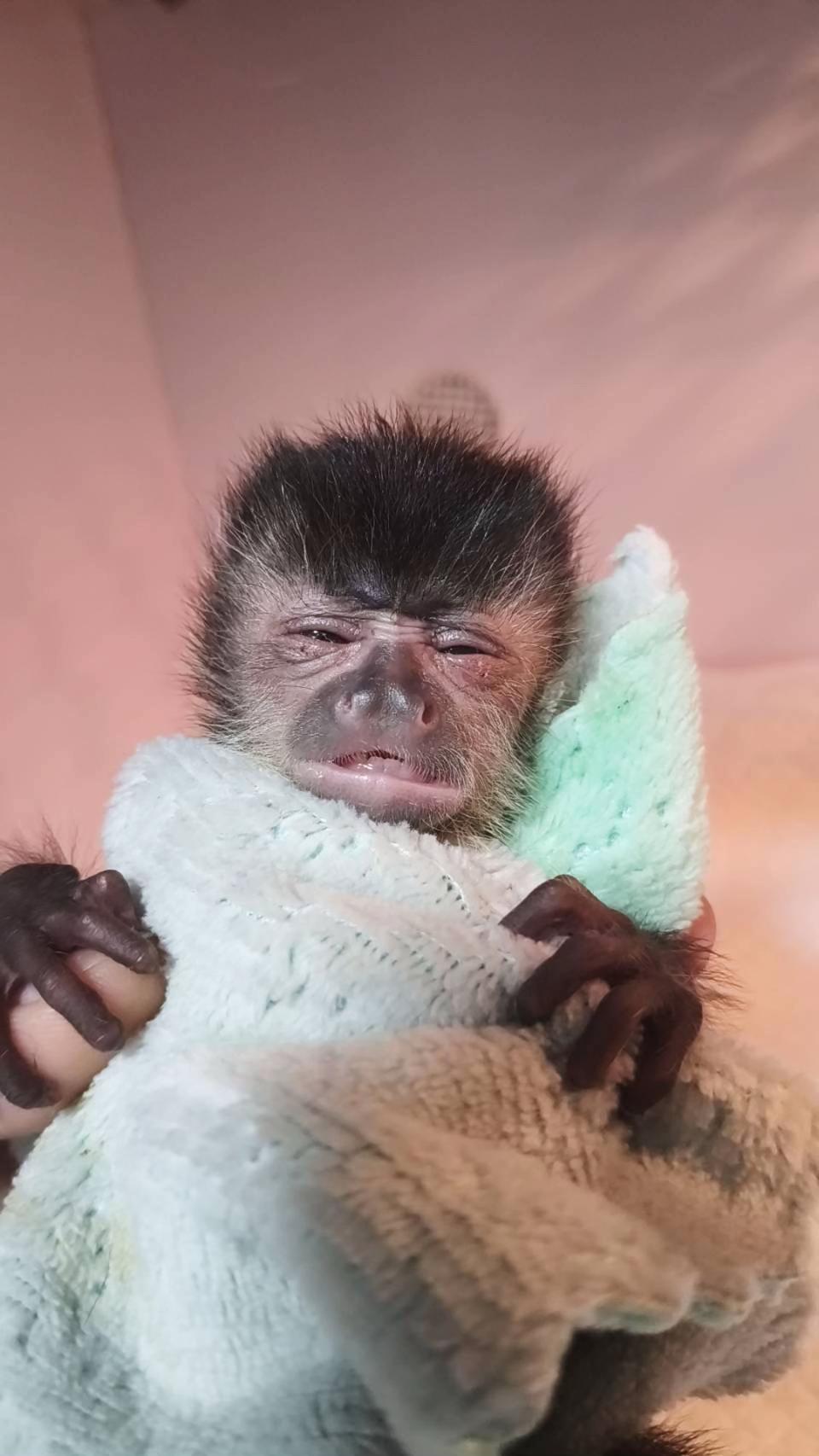 @Gutjang Capuchin