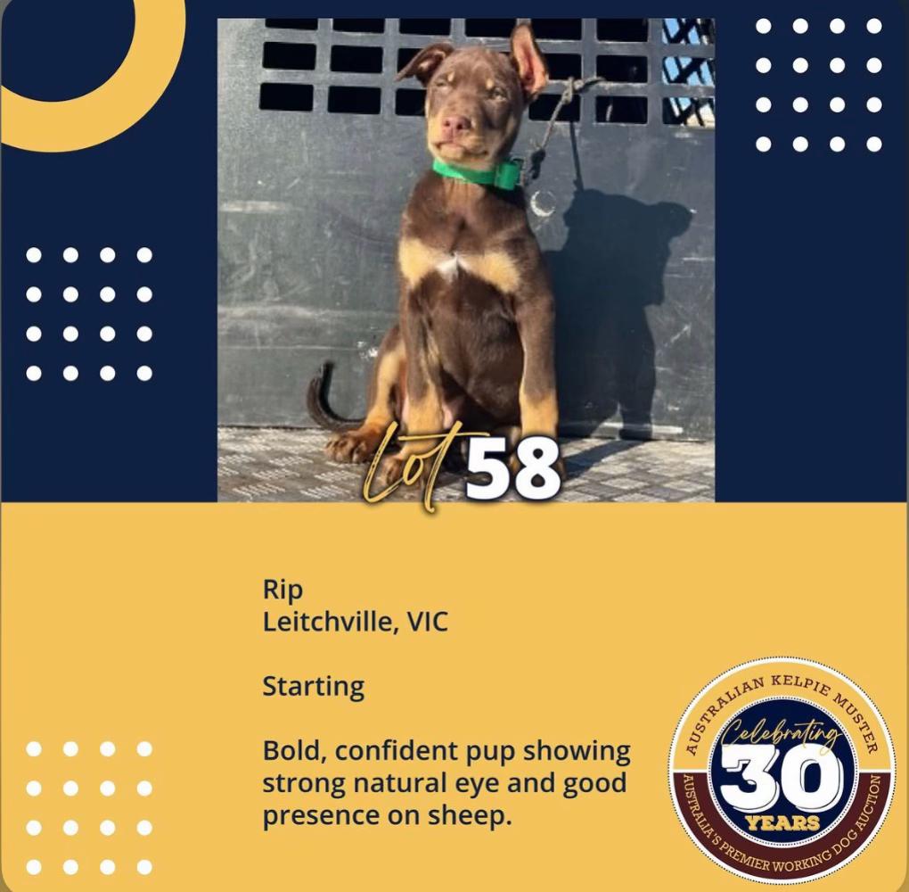 @SouthernDreamin Kelpie stud