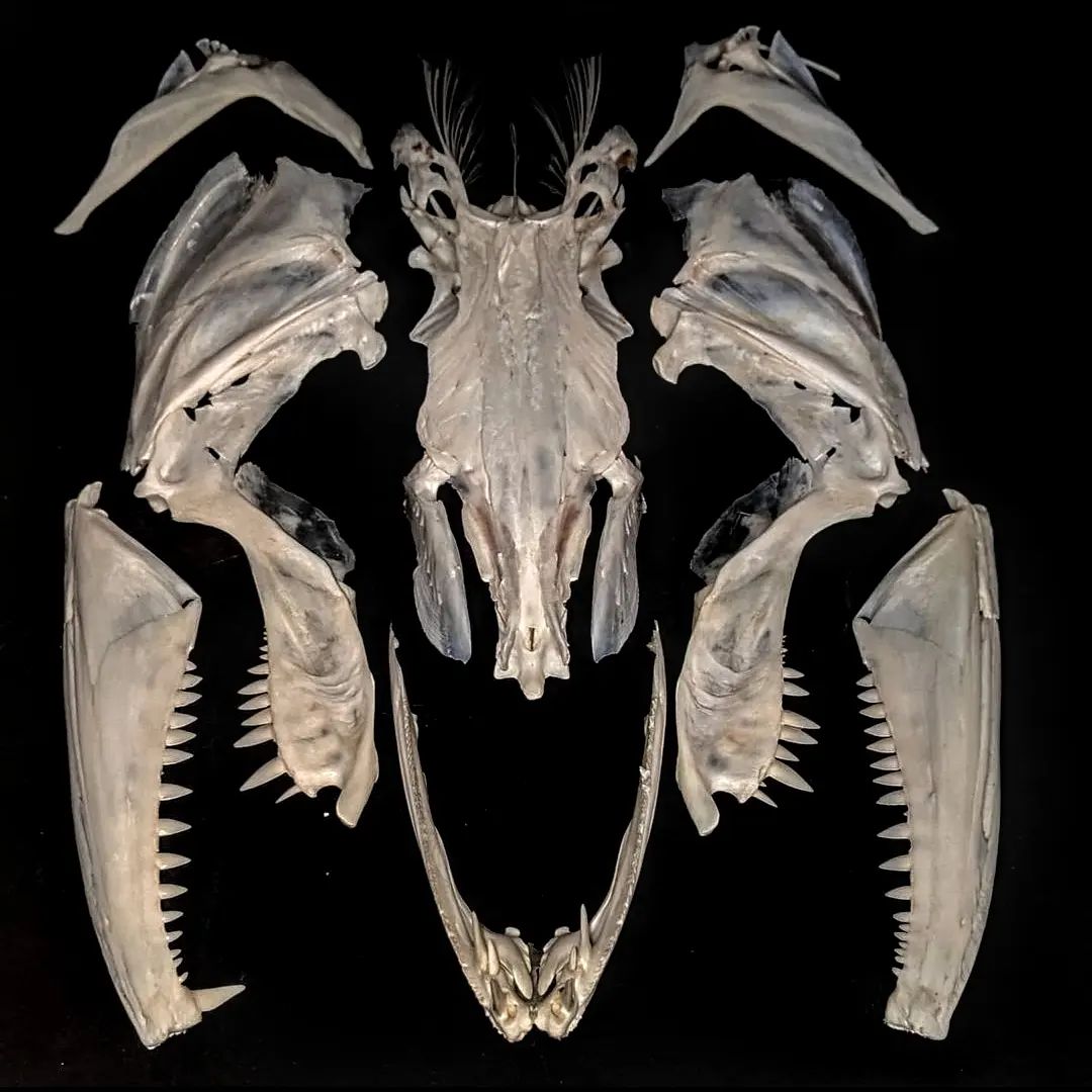 @Skullatorium