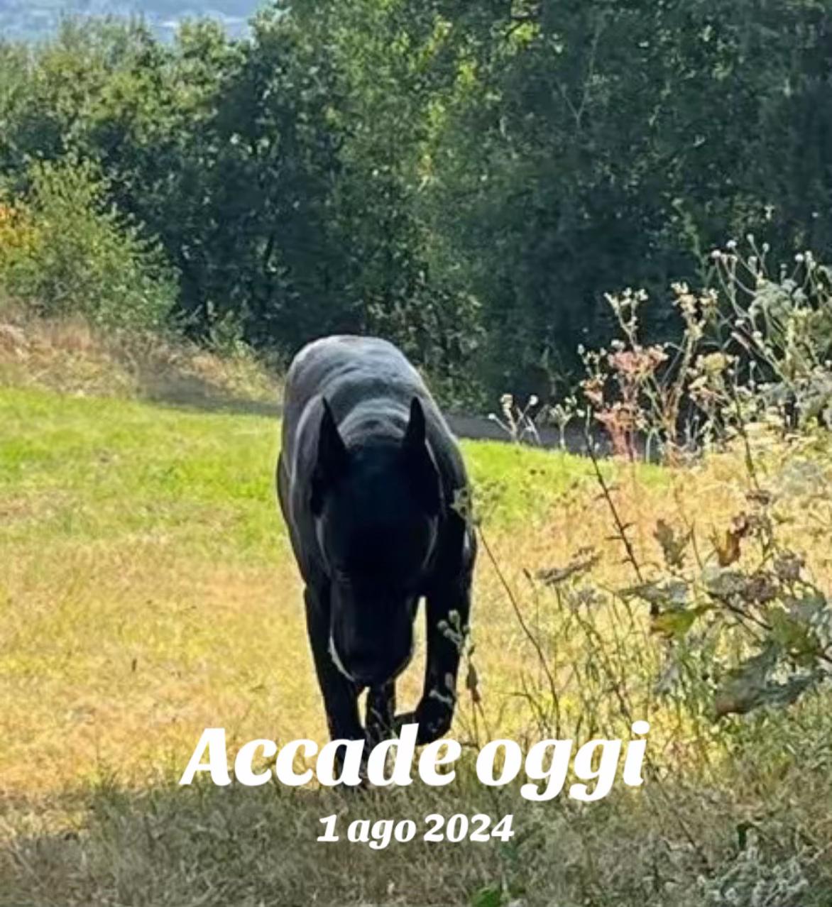 @ULLR&HEL Malinois