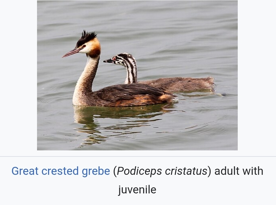 @Stew